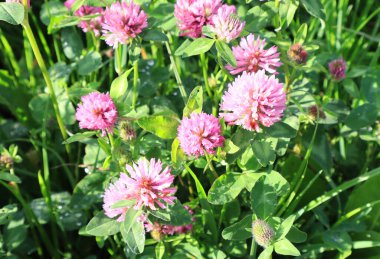 View of blooming clover or Trifolium medium