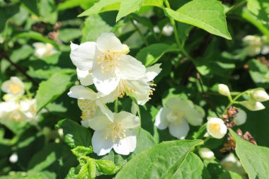 Close up view of branch with jasmine