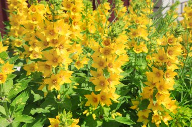 Close up view of Lysimachia punctata or Loosestrife