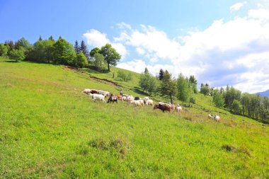 Herd of sheeps grazing in mountains in Ukraine
