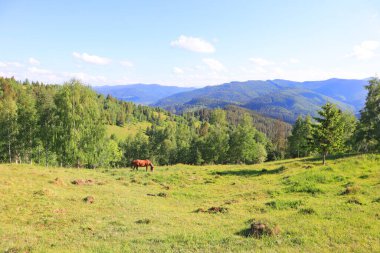 Panorama of mountains with horse from Mount Makovitsa in Yaremche, Ukraine