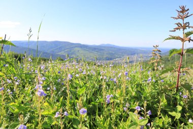 Mount Makovitsa Yaremche, Ukrayna dağlardan Panoraması