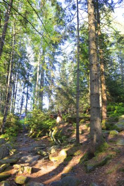 Dovbush trail on Mount Makovitsa in Yaremche, Ukraine