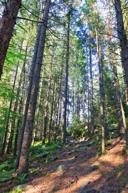 Dovbush trail on Mount Makovitsa in Yaremche, Ukraine