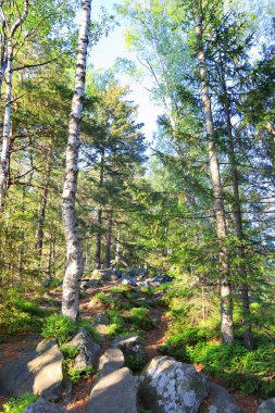 Dovbush trail on Mount Makovitsa in Yaremche, Ukraine