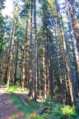 Dovbush trail on Mount Makovitsa in Yaremche, Ukraine