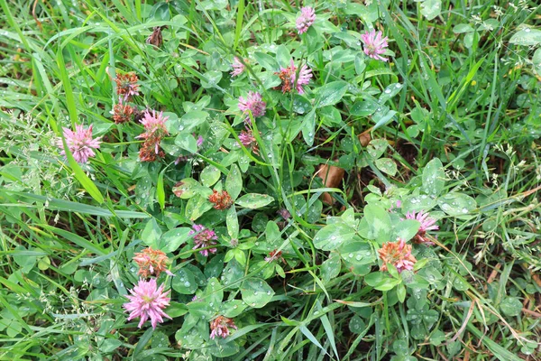 View Blooming Clover Trifolium Medium — Foto de Stock