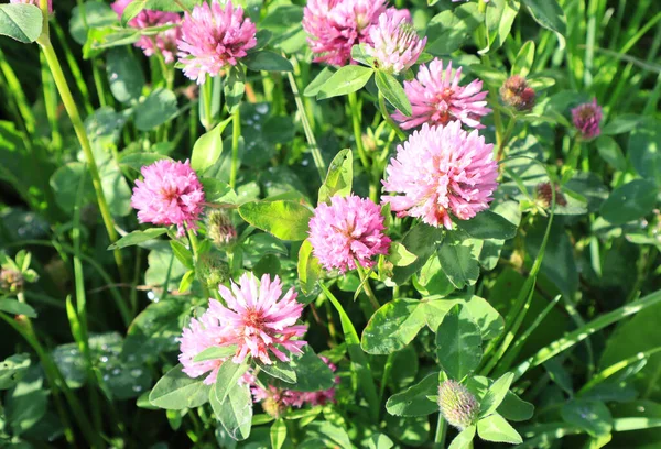 View Blooming Clover Trifolium Medium — Stok fotoğraf