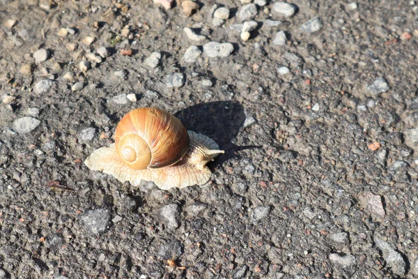 Big Snail Crawling Road — Stockfoto