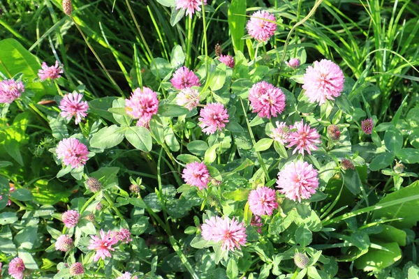 View Blooming Clover Trifolium Medium — Fotografia de Stock