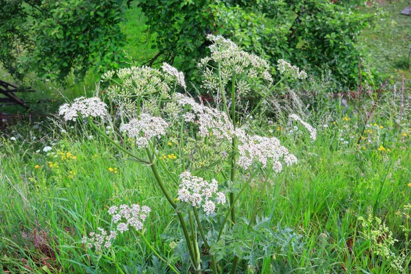 View Heracleum Sphondylium Common Hogweed — Foto Stock