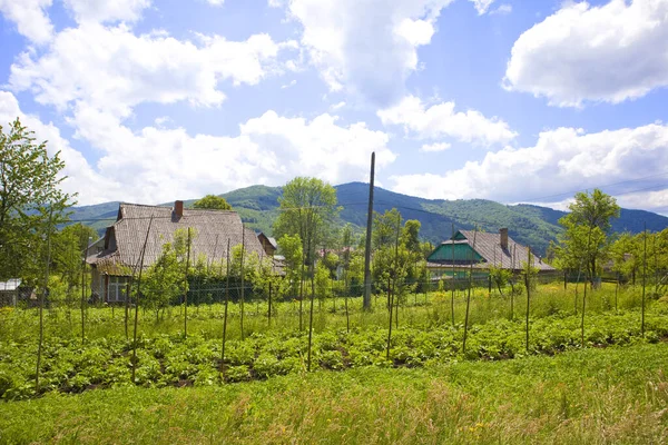 Typical Kitchen Gardens Yaremche Ukraine — Photo