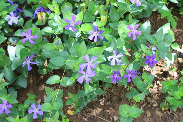 View Vinca Major Periwinkle Large — Stock Photo, Image