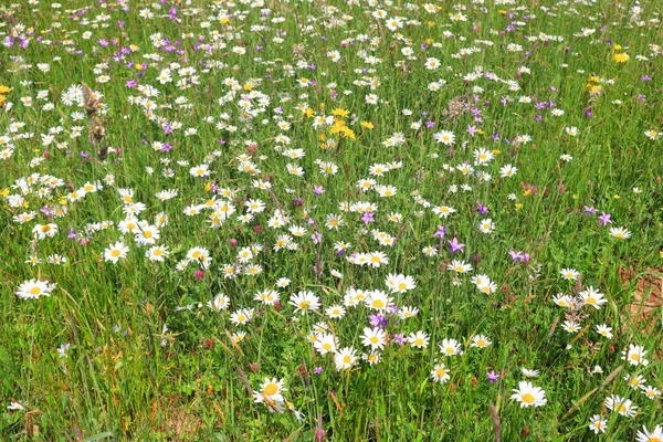 Camomile Field Sunny Summer Day — Stock fotografie