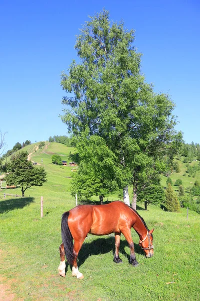 Grazing Horse Carpathian Mountains Ukraine — Stock fotografie