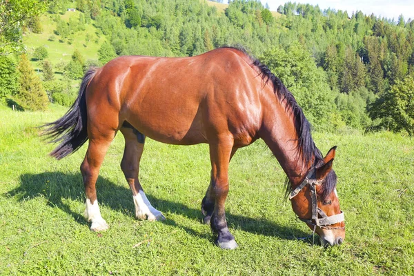 Grazing Horse Carpathian Mountains Ukraine — ストック写真
