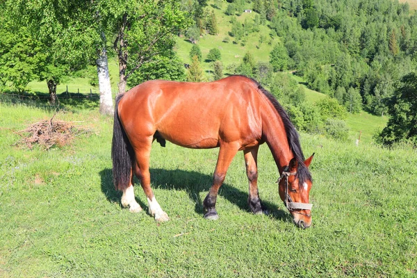 Grazing Horse Carpathian Mountains Ukraine — Foto de Stock