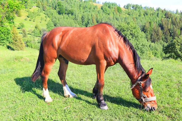 Grazing Horse Carpathian Mountains Ukraine — ストック写真