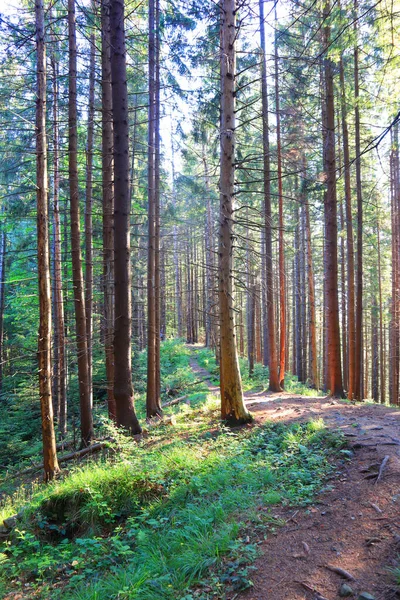 Dovbush Trail Mount Makovitsa Yaremche Ukraine — Stok fotoğraf