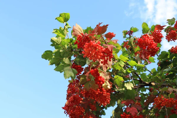 Rotes Reifes Viburnum Auf Einem Zweig — Stockfoto