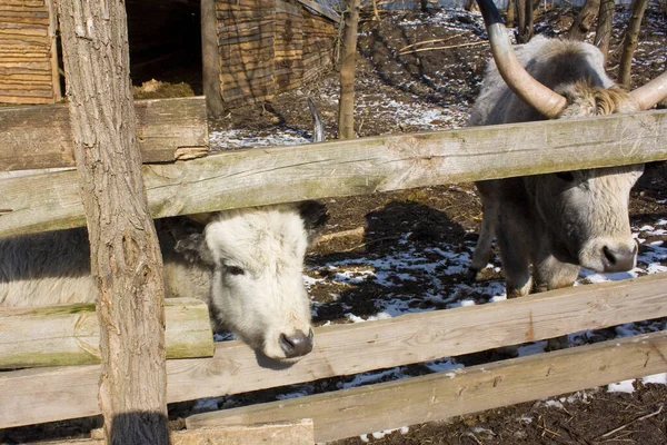 White Oxens Fence Ukraine — Fotografia de Stock