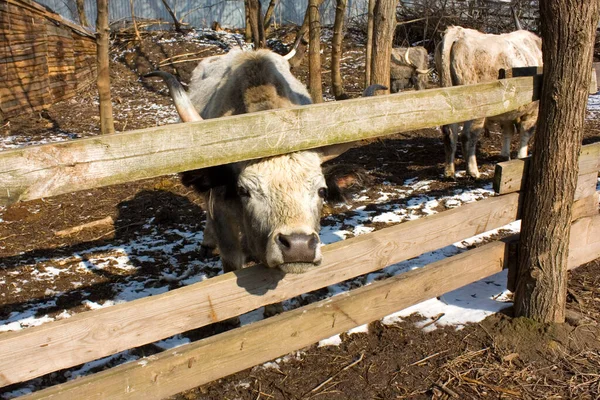 White Oxens Fence Ukraine — Stockfoto