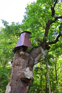 Kochubey oaks in Dykanka, Poltava region, Ukraine