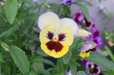 Close up view of pansies (disambiguation)