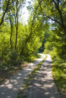Landscape with forest road in sunny day