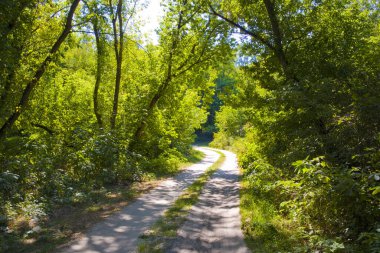 Landscape with forest road in sunny day