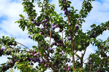 Crown of a plum tree with fruits