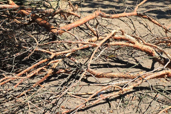 Stack Dry Cracked Branches Forest —  Fotos de Stock