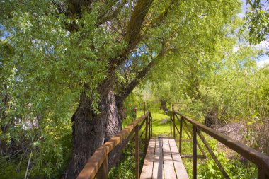 Landscape with bridge in summer day