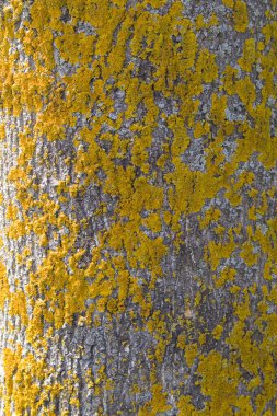 Close up view of tree bark texture with moss