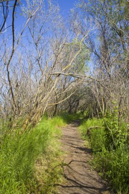 Landscape on Ankudinov island near Zero kilometer of the Danube (0km), Ukraine