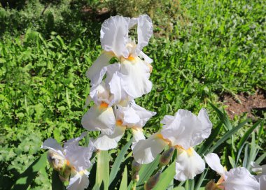 Yaz gününde açan beyaz iris.