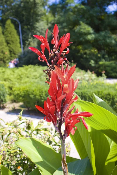 Vista Cerca Canna Indica Canna Indian — Foto de Stock