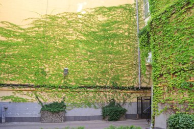  Ukrayna 'nın başkenti Kyiv' deki Pushkinskaya Caddesi 'nde sarmaşıklı tarihi evlerin antika verandası.