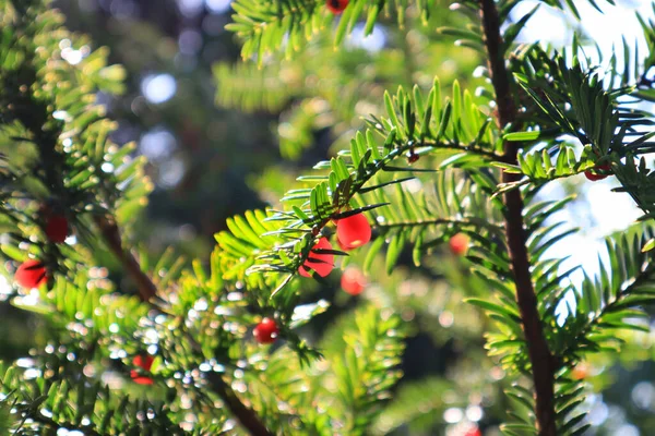 Branche Avec Berrie Rouge — Photo