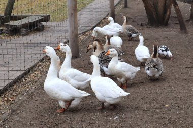 Hayvanat bahçesinde yürüyen beyaz ördekler 