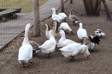 Hayvanat bahçesinde yürüyen beyaz ördekler 