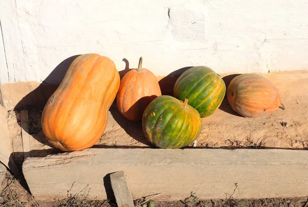 Different types of pumpkins o different color and forms on the ground