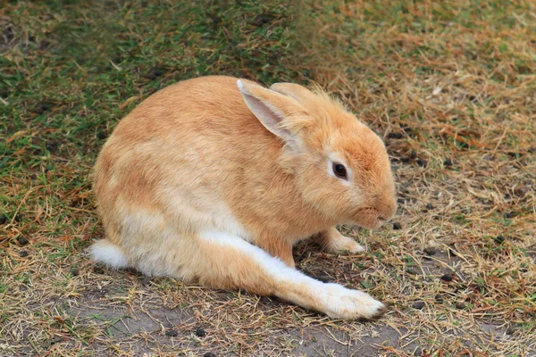 Mignon Lapin Pelucheux Mangeant Herbe Dans Une Prairie Verte — Photo