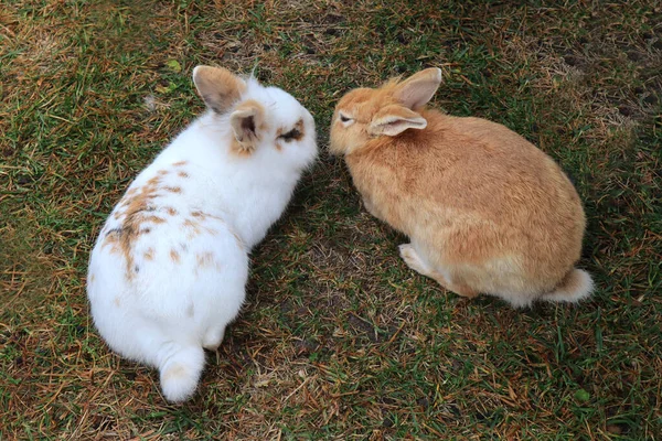 Mignons Lapins Pelucheux Mangeant Herbe Dans Une Prairie Verte — Photo