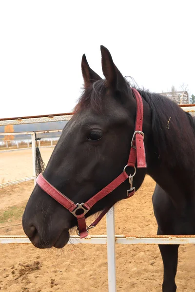 Portrét Černého Koně — Stock fotografie
