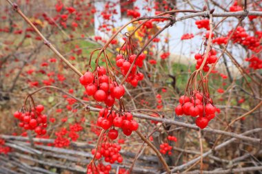 Kırmızı viburnum 'un yakın görüntüsü