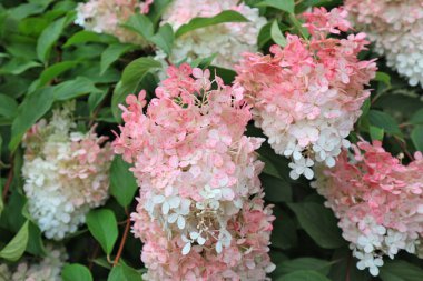 Pembe ortanca çiçek çiçek görünümü yakından