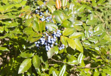 Berberis aquifolium Pursh veya Magonia Holly 'nin yakın görüntüsü