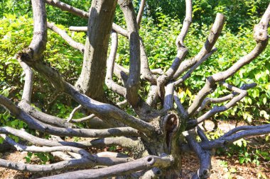 Güneşli bir günde budanmış dalları olan ağaç