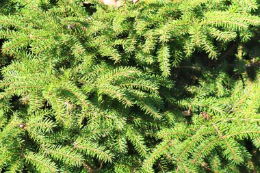 Köknar ağacını yakından gören arkaplan